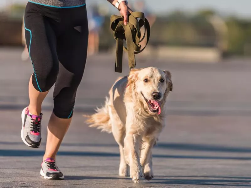 Golden retriever dog on a walk