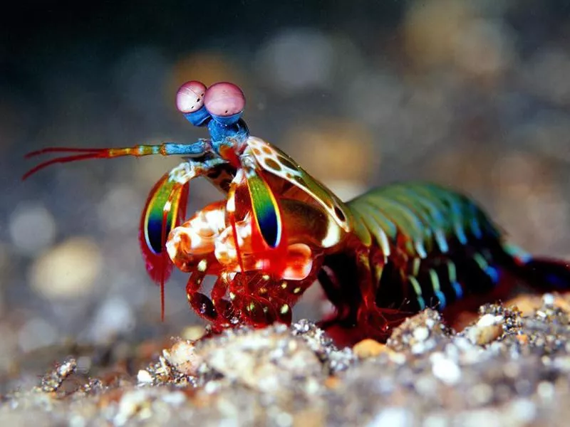 Peacock Mantis Shrimp