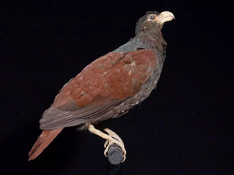 Tooth-Billed Pigeon