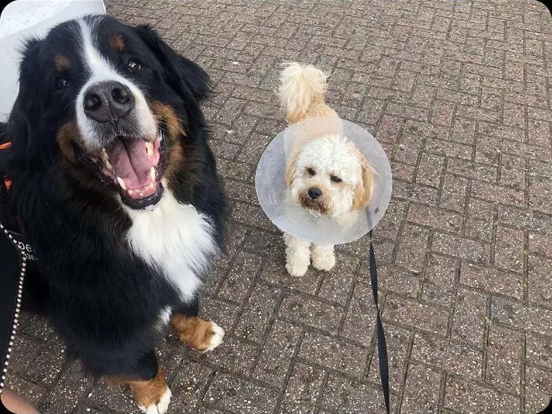 Happy dog with grumpy dog on a walk