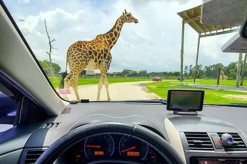 Lion Country Safari