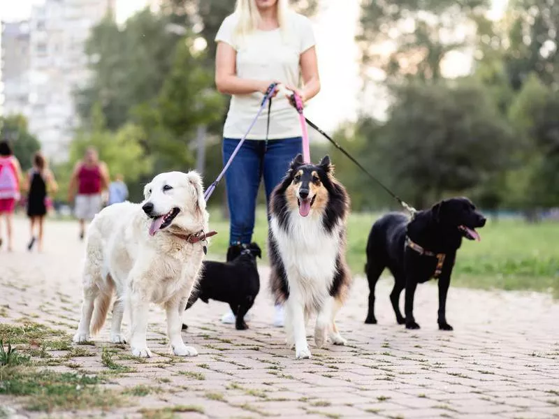 dog walker