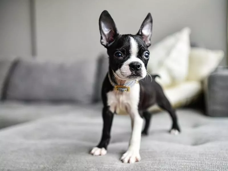 Boston Terrier