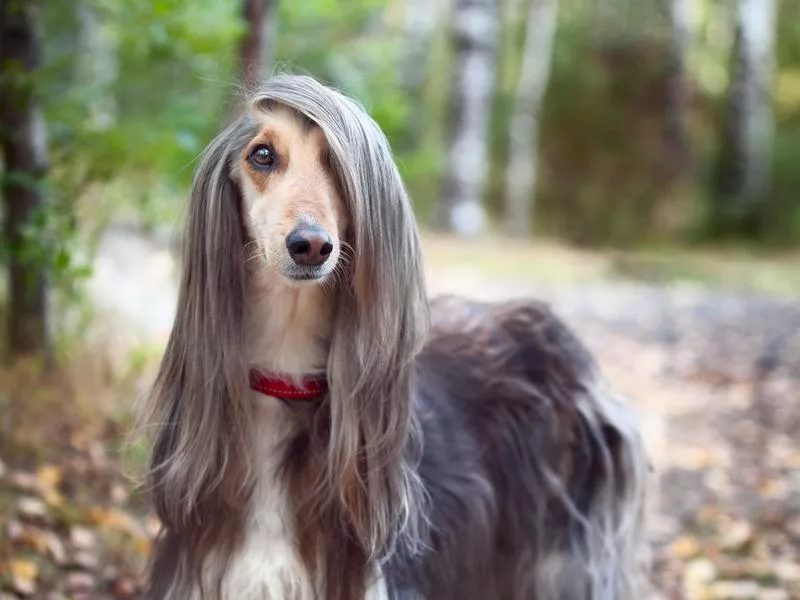 Afghan Hound