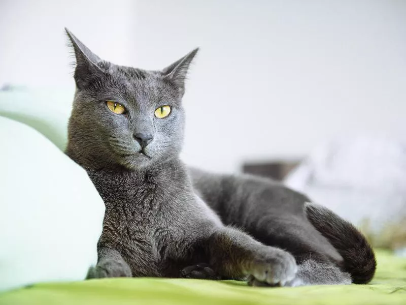 Russian Blue