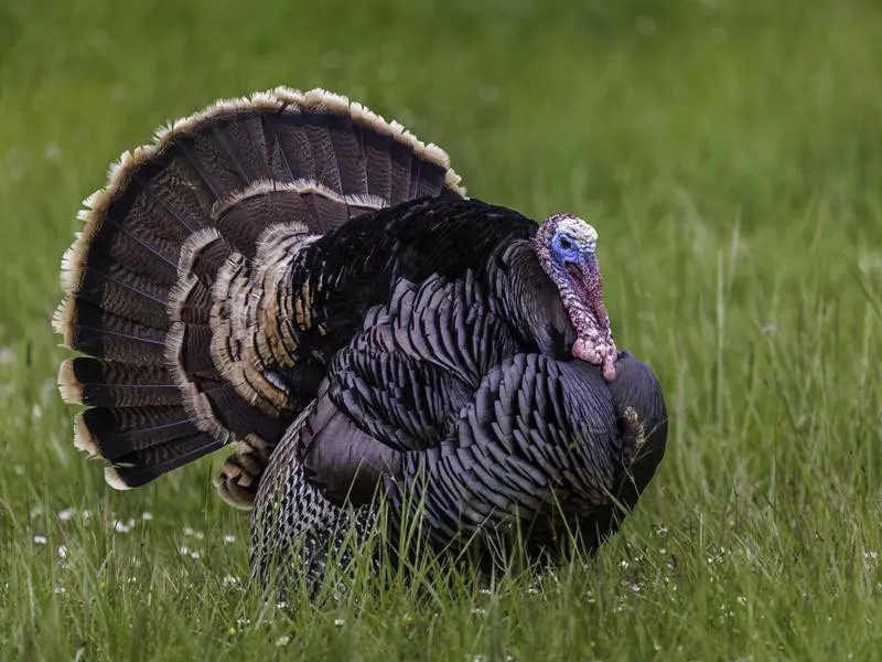 Turkey Displaying