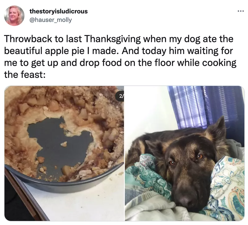 Dog ate the Thanksgiving apple pie