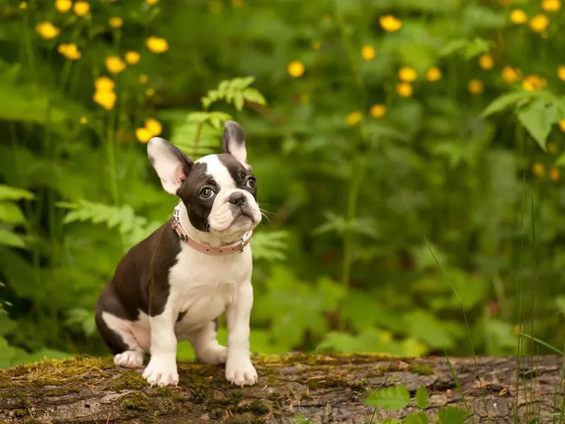 Boston terrier