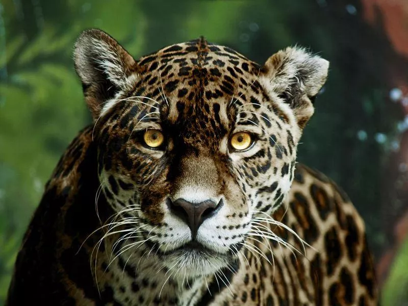 Jaguar