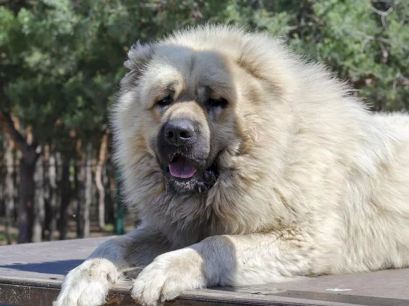 Caucasian Shepherd