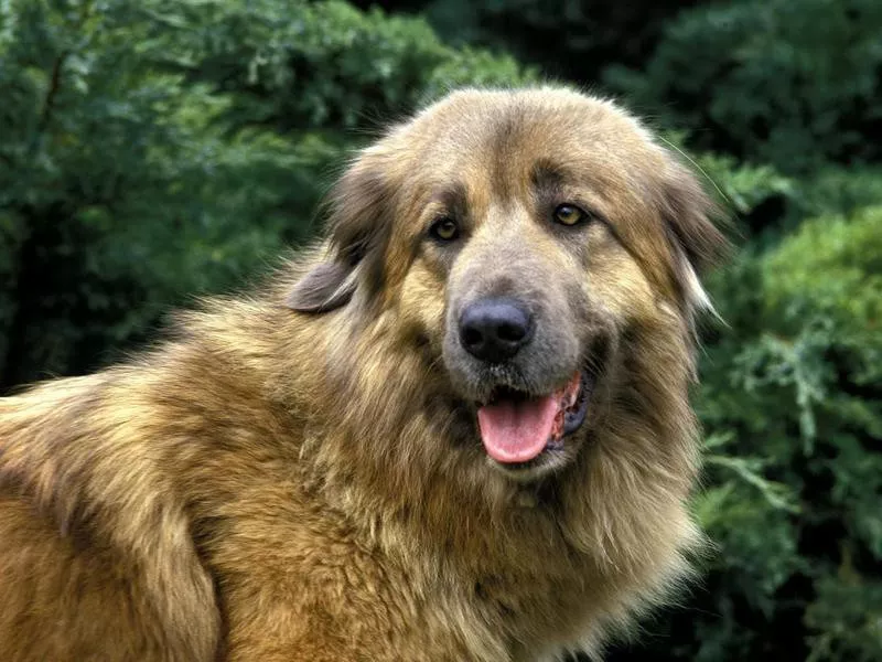 Estrela Mountain Dog Overview