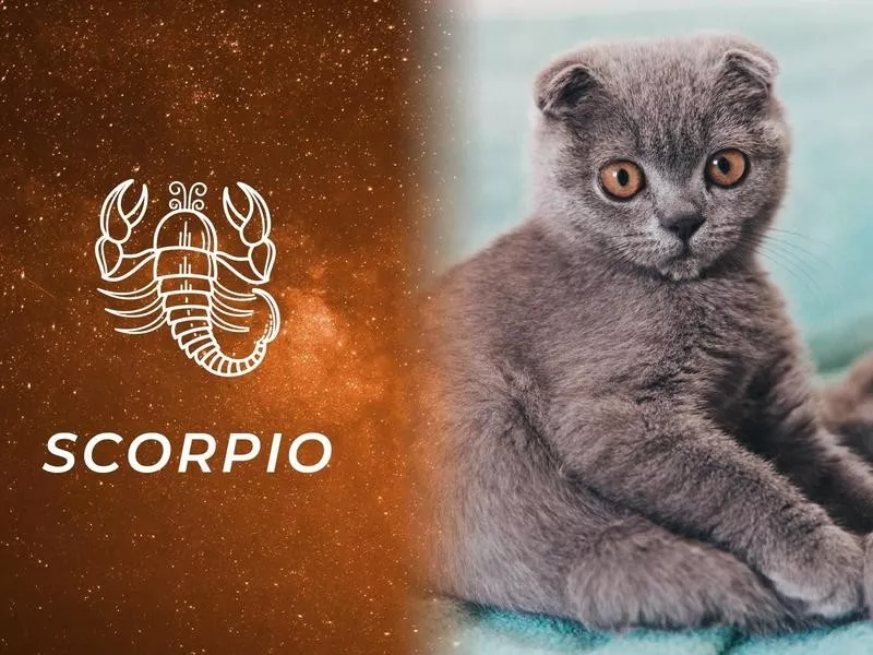 Scorpio: Scottish Fold