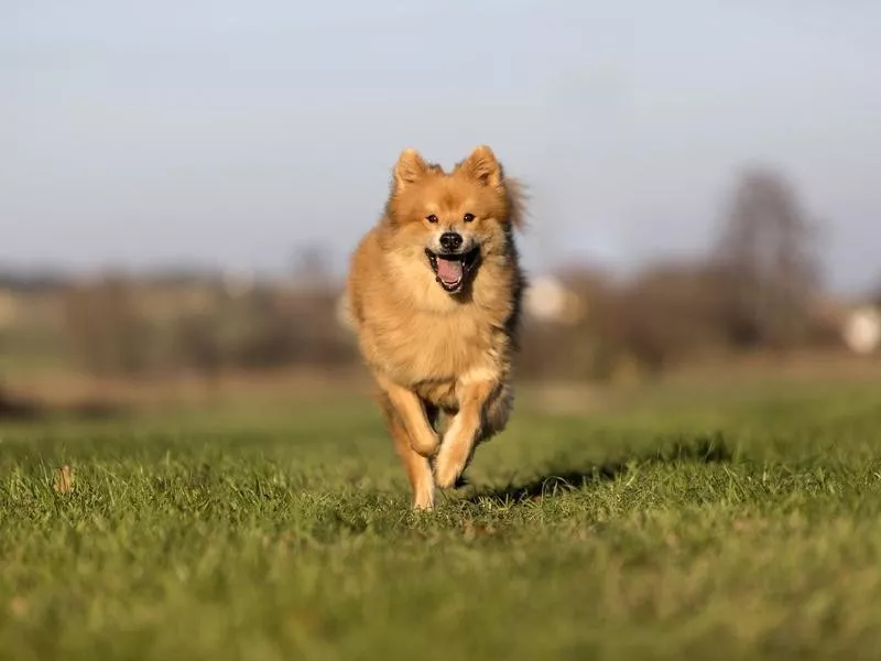 Eurasier