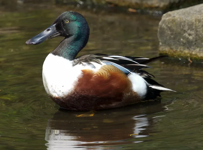 Northern Shoveler