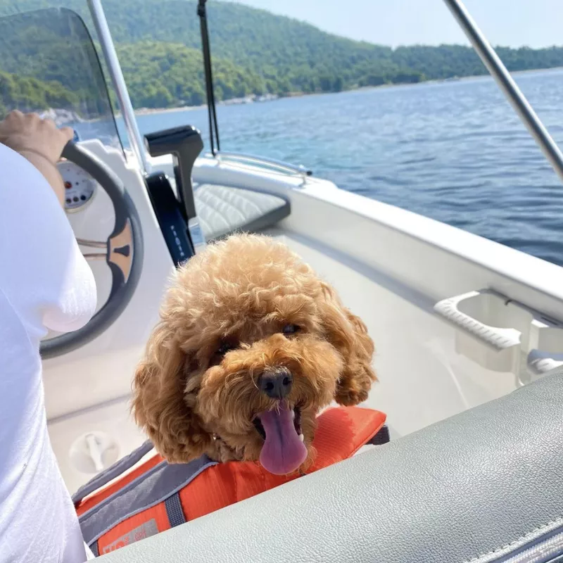 Dog on a boat