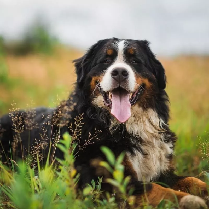 Bernese Mountain Dog