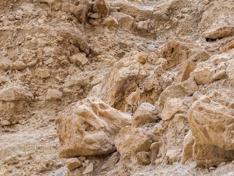 Small nubian ibex