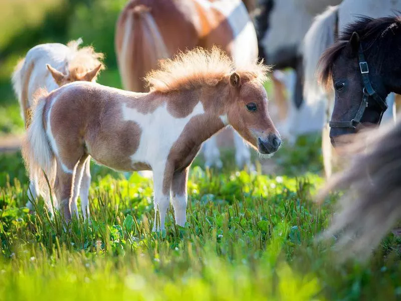 Miniature Horse