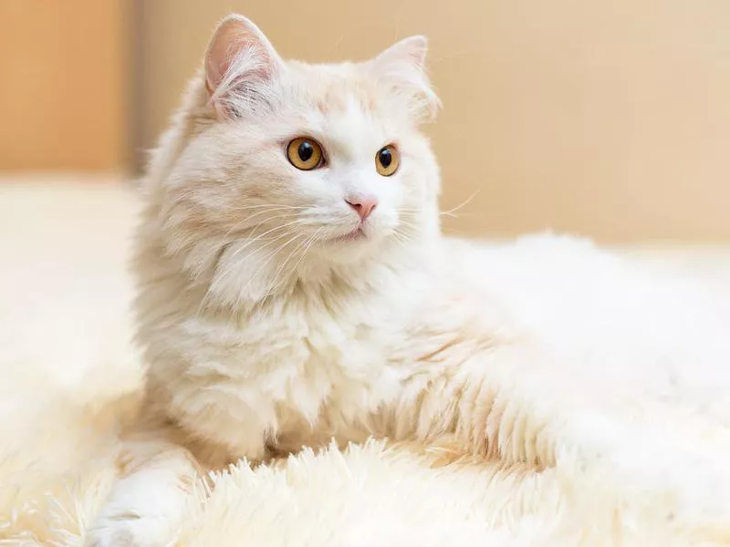 Turkish Angora