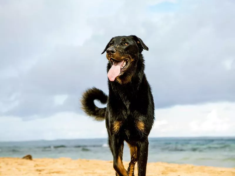 beauceron