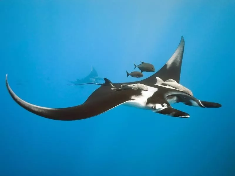 Giant Manta Ray