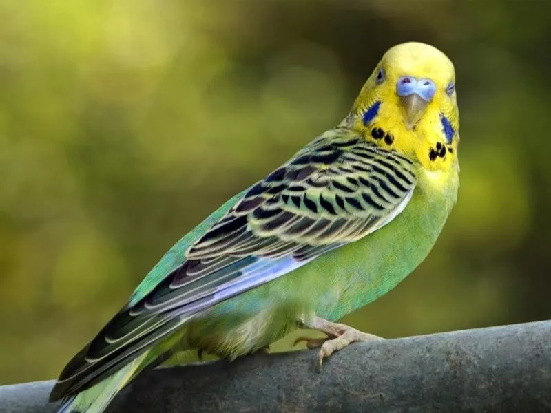 budgie