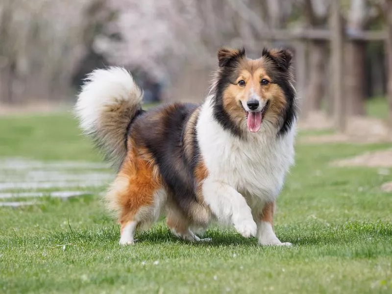 collie