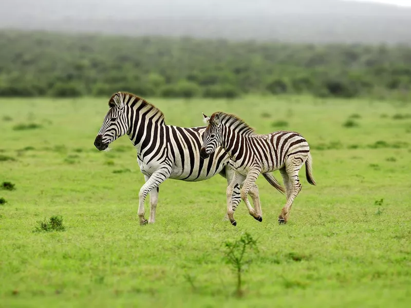 Plains Zebra