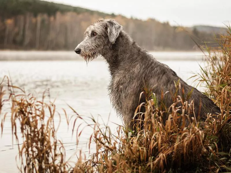 Irish Wolfhound