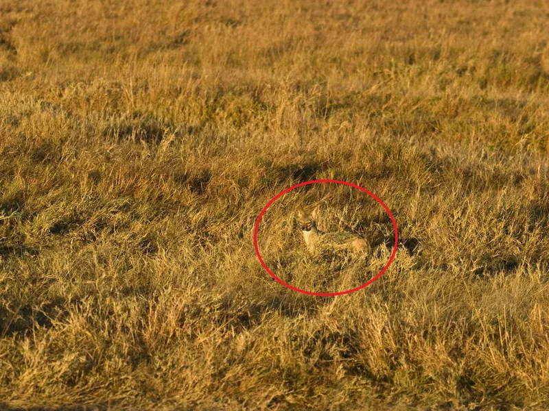 Coyote in grass