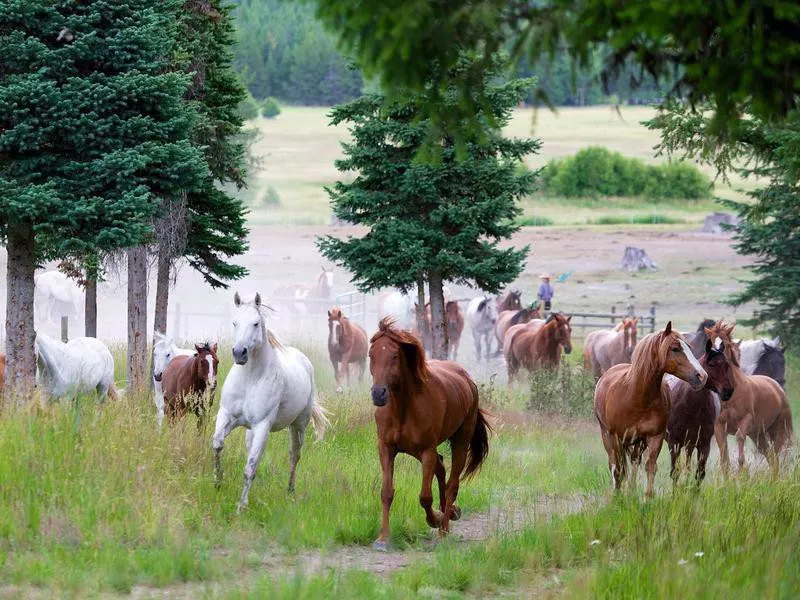 McGinnis Meadows Cattle & Guest Ranch