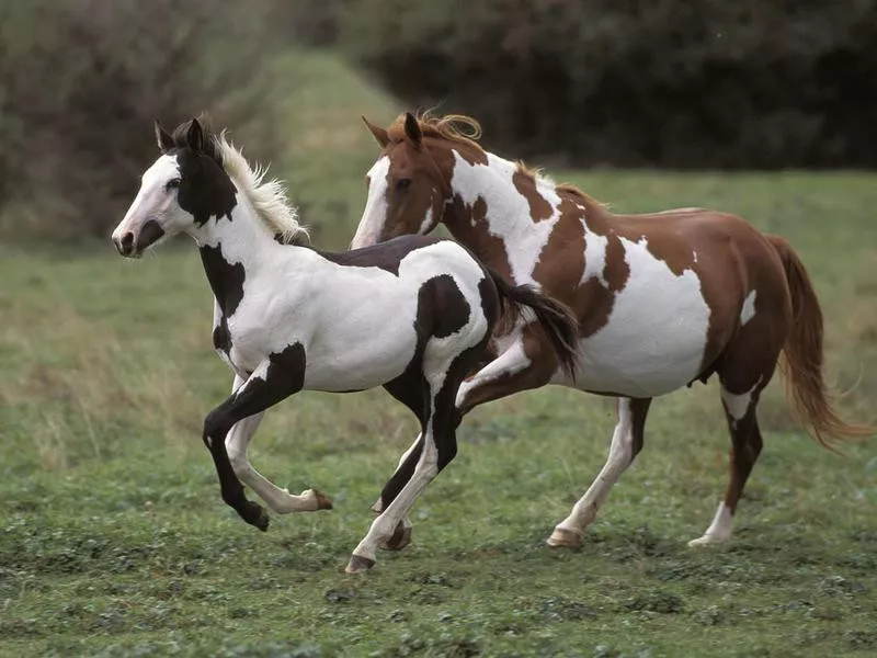 Paint Horses