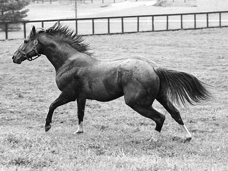 Secretariat