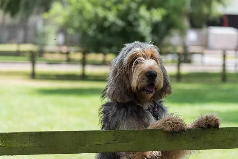 Otterhound at a park