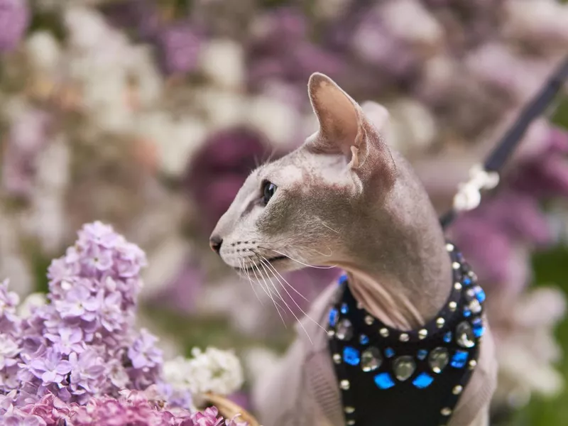 Peterbald