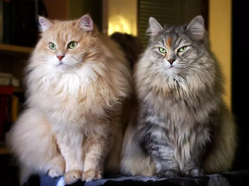 Siberian cats on a cat tree