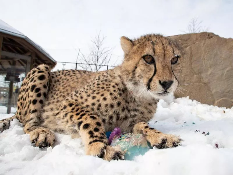 Leopard playing in zoo