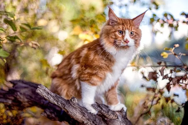 Maine Coon