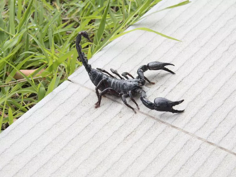 Scorpion