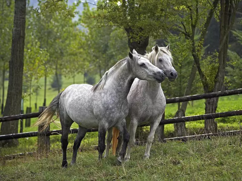 Connemara Pony