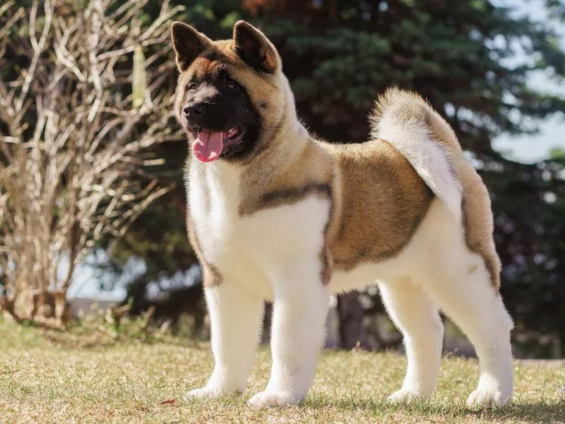 Akita