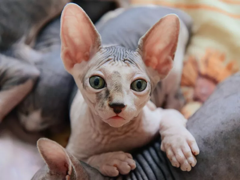 Sphinx cat