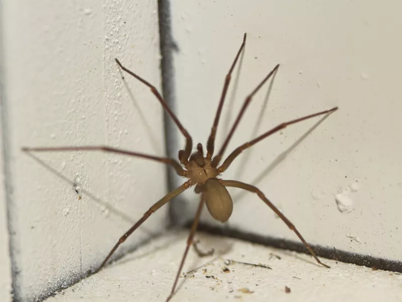 Brown Recluse Spider