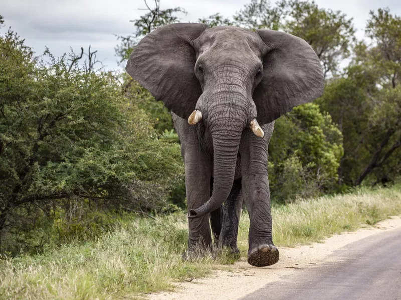 Large bull African elephants don't smell very good