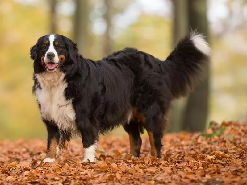 bernese