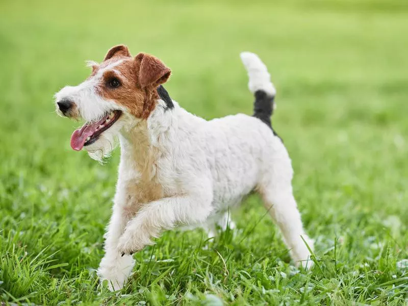 wire fox terrier