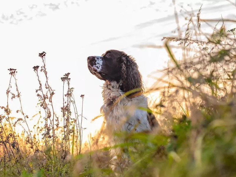 Springer Spaniel