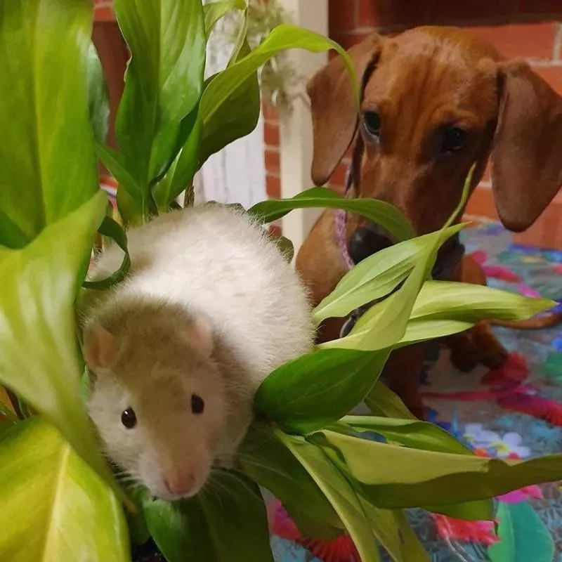 Rat and dachshund