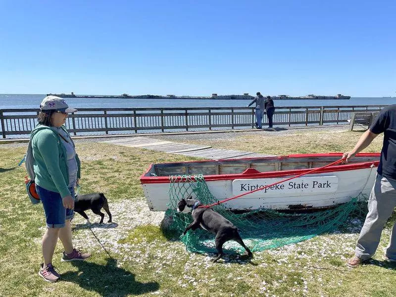 Dogs exploring at Kiptopeke State Park