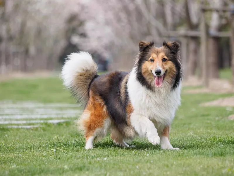 Shetland Sheepdog, a medium-sized fluffy dog breed